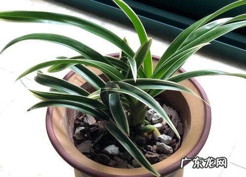 兰花叶枯病如何处理见效快