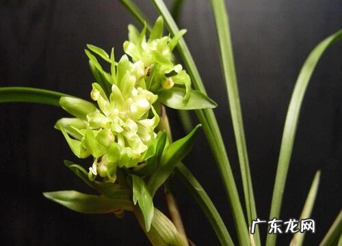 兰花根系发黑是怎么回事