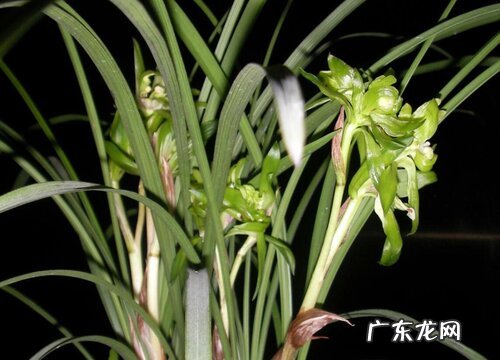 兰花根系发黑是怎么回事