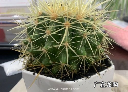 仙人球开花有毒吗 放在室内养好吗