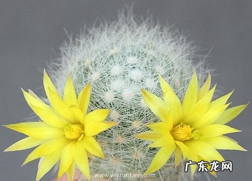 仙人球开花有毒吗 放在室内养好吗
