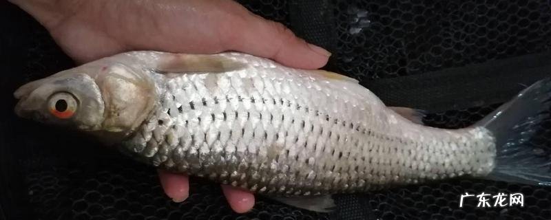 用什么鱼饵钓红眼鱼,钓红眼鱼有哪些技巧