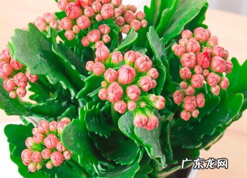 长寿花移栽成活率高的最佳方法