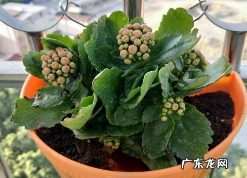 长寿花移栽成活率高的最佳方法