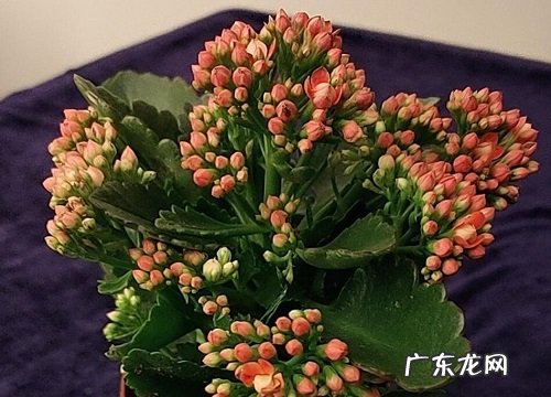 长寿花移栽成活率高的最佳方法
