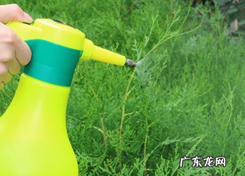 给花卉喷施叶面肥应该注意些什么