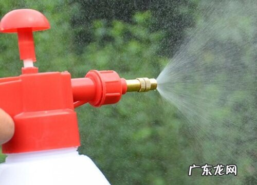 给花卉喷施叶面肥应该注意些什么