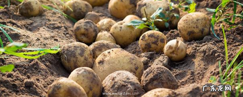 哪些蔬菜吃根，常见的有这些