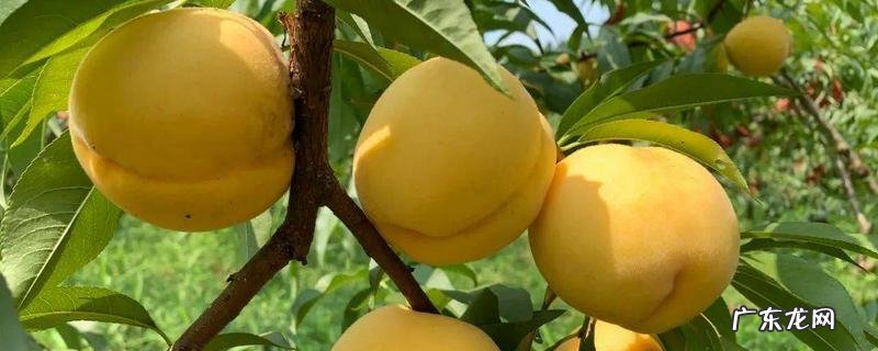 吃黄桃的最佳季节,黄桃的成熟时间是什么时候
