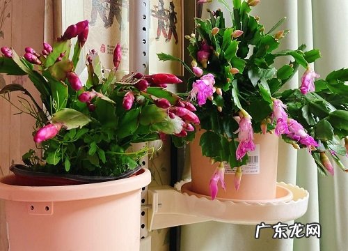 蟹爪兰夏天如何养护叶片肥厚