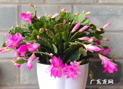 蟹爪兰夏天如何养护叶片肥厚