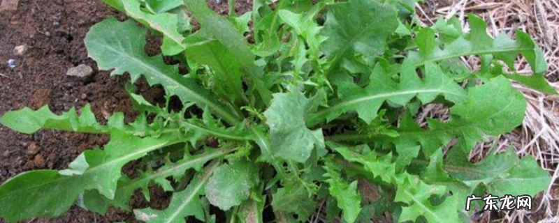 苦麻菜是不是曲麻菜,两者有什么区别