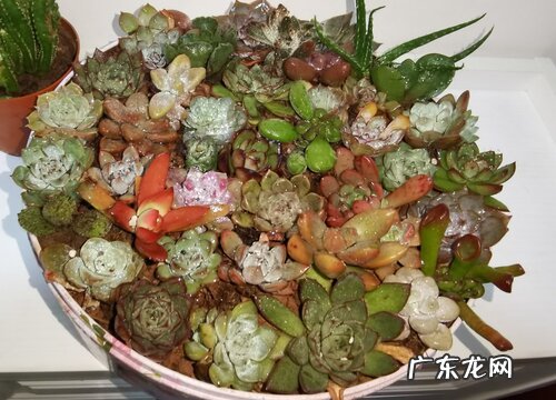 夏季多肉养护的注意事项