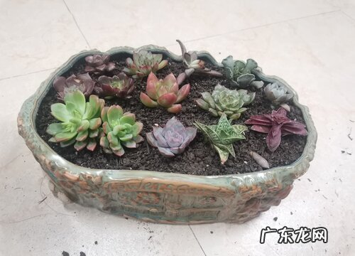 夏季多肉养护的注意事项