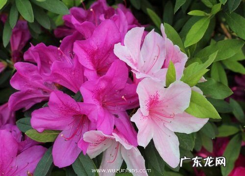 杜鹃花怎么养护预防病虫害