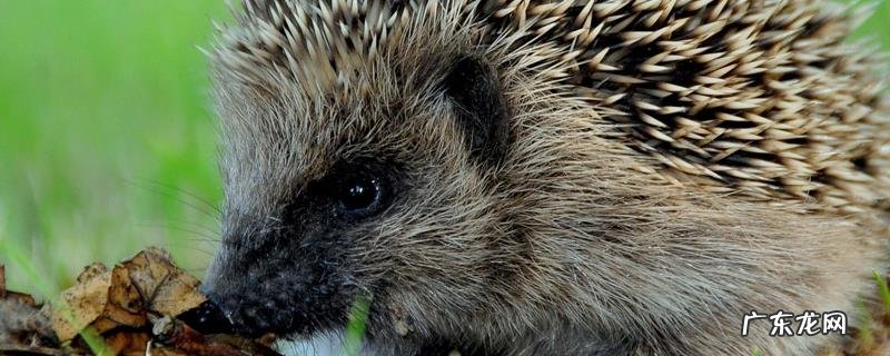 刺猬可以活多久,附刺猬的生活习性