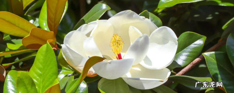 广玉兰是落叶还是常绿植物,广玉兰、白玉兰和紫玉兰有什么不同