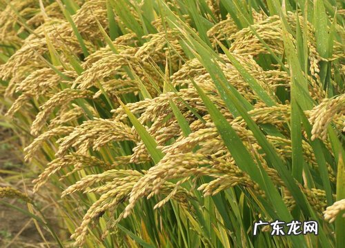 水稻属于经济作物吗