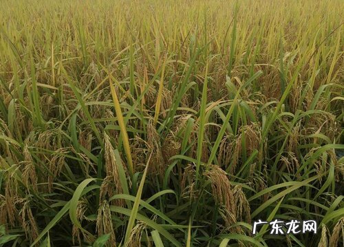 水稻属于经济作物吗