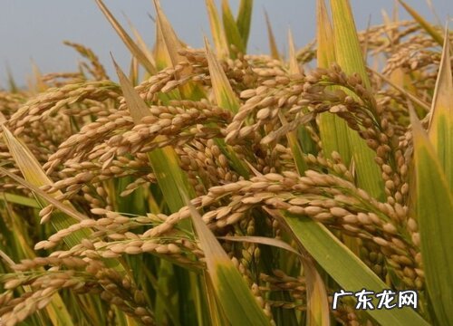 水稻属于经济作物吗