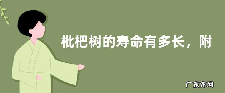 枇杷树的寿命有多长，附枇杷树种植技术