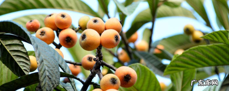 枇杷树的寿命有多长，附枇杷树种植技术