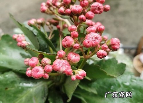 长寿花如何补充营养长得茂盛