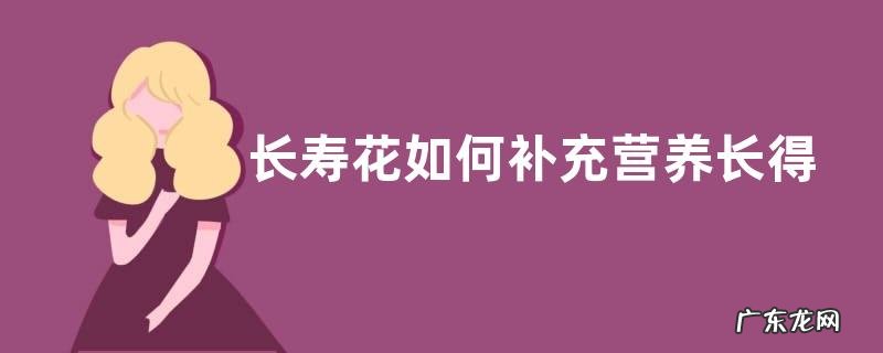 长寿花如何补充营养长得茂盛