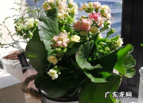 长寿花如何补充营养长得茂盛