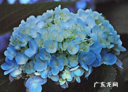 盆栽绣球花如何避免虫害