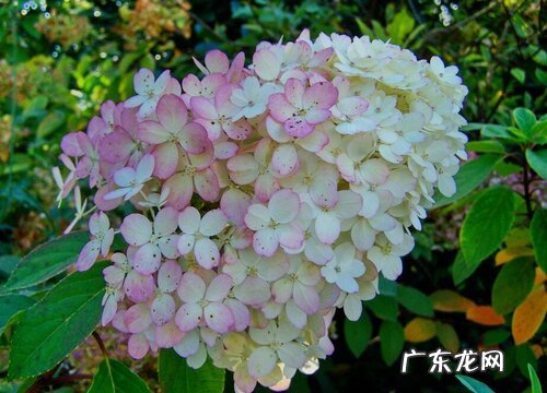 盆栽绣球花如何避免虫害