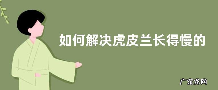 如何解决虎皮兰长得慢的问题