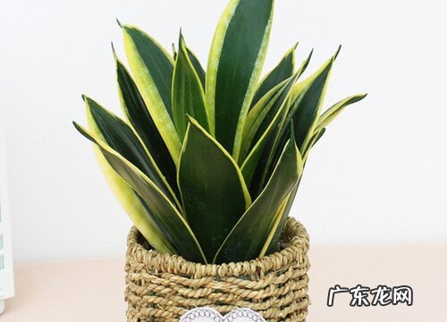 如何解决虎皮兰长得慢的问题