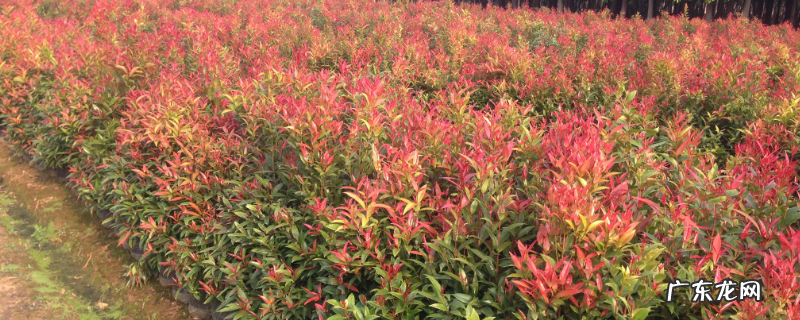 红车是落叶还是常绿植物，有哪些生长习性特点