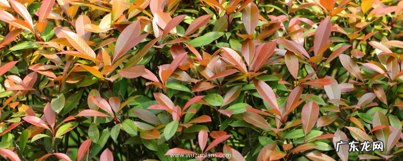 红叶石楠是落叶还是常绿植物，有哪些生长习性