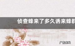 侦查蜂来了多久诱来蜂群，详细如下