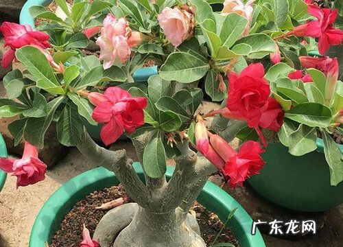 沙漠玫瑰夏季怎么养根茎粗壮