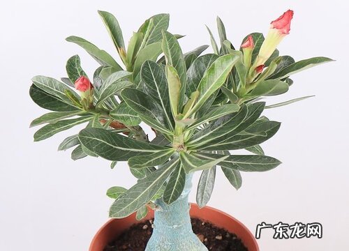 沙漠玫瑰夏季怎么养根茎粗壮