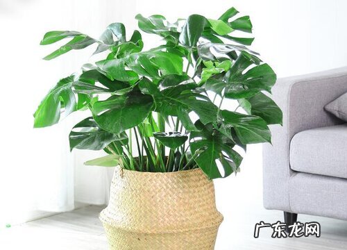 龟背竹放客厅风水好吗