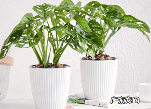 龟背竹放客厅风水好吗