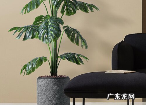 龟背竹放客厅风水好吗