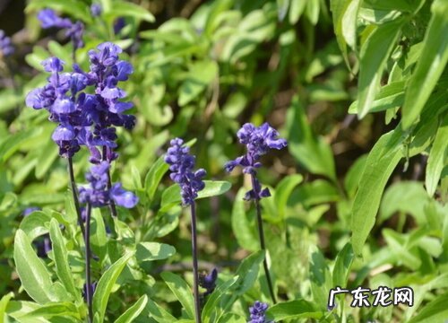 鼠尾草品种及图片 哪个品种鼠尾草耐寒