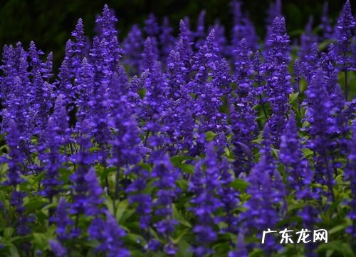 鼠尾草品种及图片 哪个品种鼠尾草耐寒