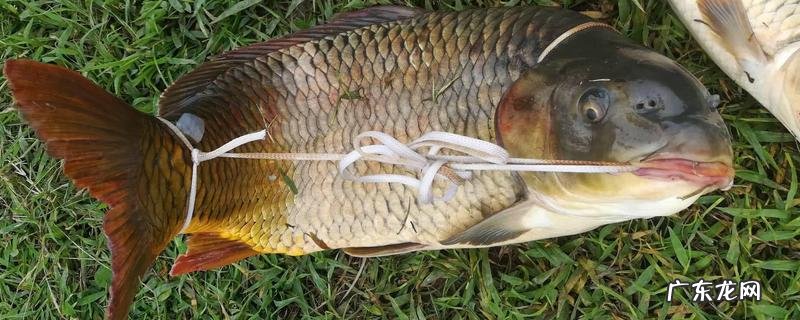 冬天用玉米能钓鲤鱼吗?注意事项有哪些