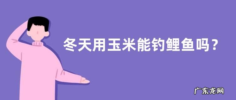 冬天用玉米能钓鲤鱼吗?注意事项有哪些