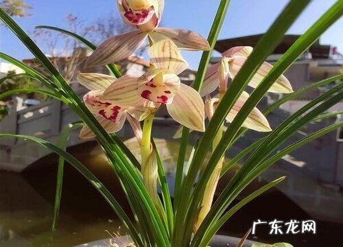 兰花有哪些品种 常见好养的兰花种类名称及图片