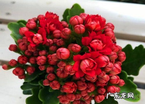 长寿花怎么养护开花开的旺盛