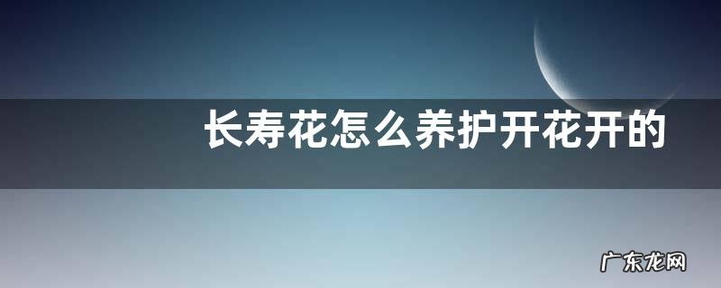 长寿花怎么养护开花开的旺盛