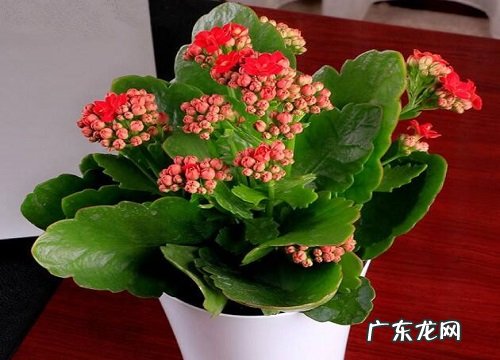 长寿花怎么养护开花开的旺盛