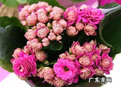 长寿花怎么养护开花开的旺盛